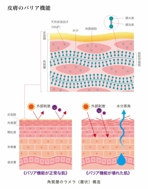 皮膚の断面のイラストかわいいフリー素材集 いらすとや