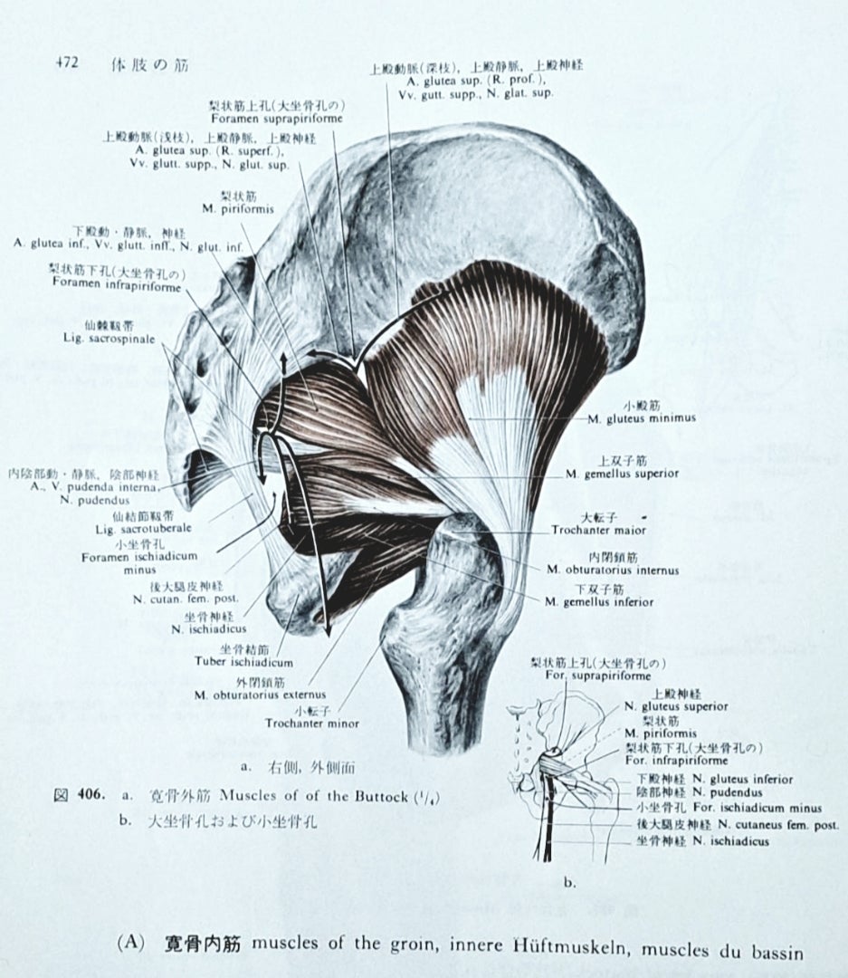 カエルストレッチ 内ももにしっかり効かせて股関節力アップ！ ヨガポーズ図鑑vol.71