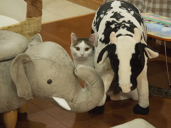 実験65 瞬間バブルタワー象の歯磨き粉 Elephant toothpaste米村でんじろう 公式