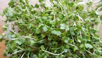 ブロッコリースプラウトの栽培4日目 芽が伸び根も容器の1 5ほどにこころぐ+