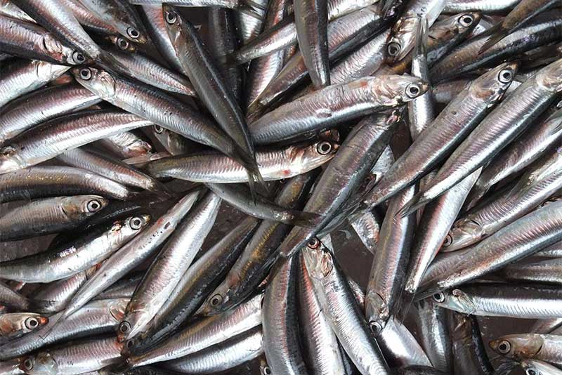 商品情報「焼きめざし」株式会社マルエス