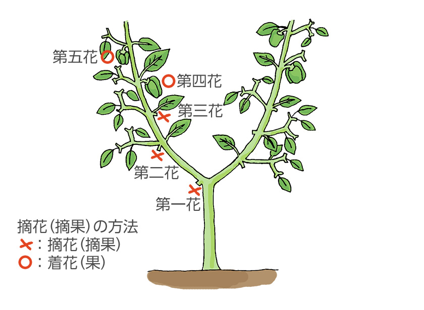 プランターでのピーマンの栽培方法：適切に育てて晩秋まで楽しもう！しま農研