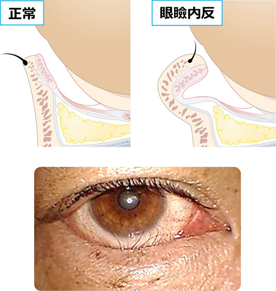 リフトアップ効果抜群40代以降のまつ毛パーマ目元美容の商材のご案内やサロンからのお知らせを掲載さいたま市のまつエクならMaisonde quatre
