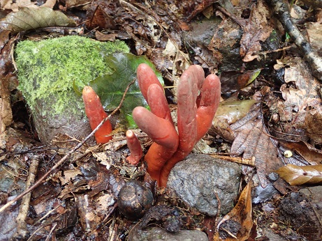 それ、毒キノコかも？！遭遇頻度が高い毒キノコBest3キケンな動植物による患者の症状 13看護roo! カンゴルー
