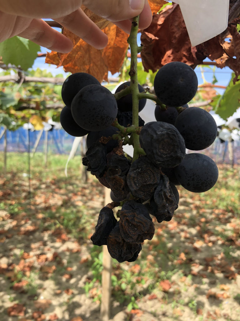 ブドウの黒い腐った塊写真素材1178962351Shutterstock