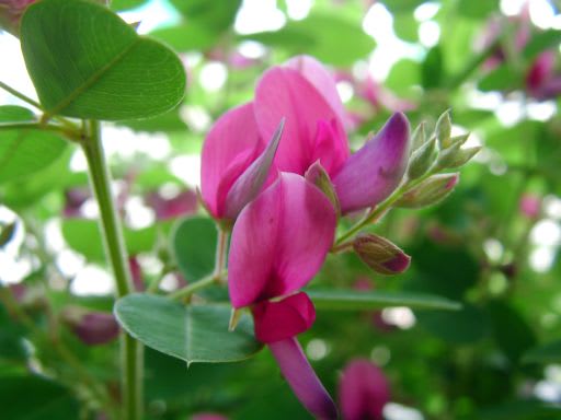 ハギの花言葉 頼りなげで儚く、しなやかでたくましい秋の七草花言葉のはなたま