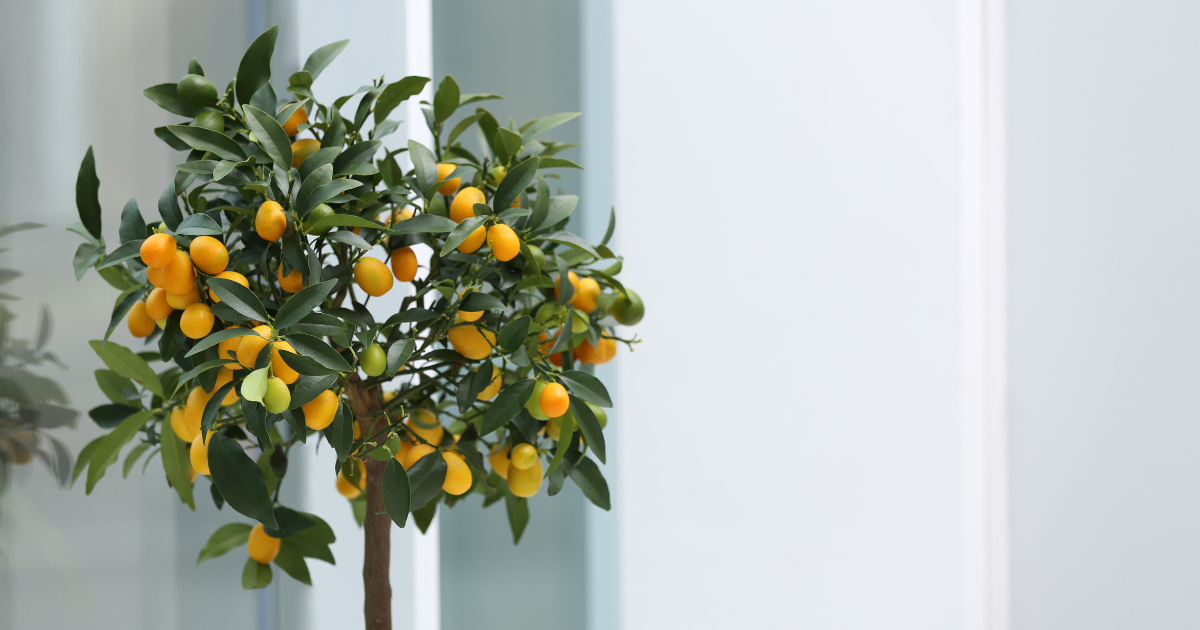 キンカンライム 柑橘 ライムの特徴と育て方苗木部の部室 〜苗木、育てよう〜 By 花ひろばオンライン