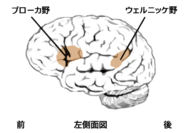感情はどこから？ 実は生存をかけて脳が下した判断 - 日本経済新聞
