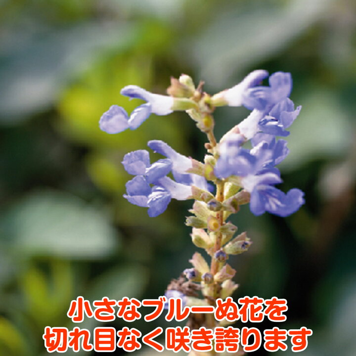 イヌタデ 犬蓼 の花言葉と誕生花－花の持つ言葉