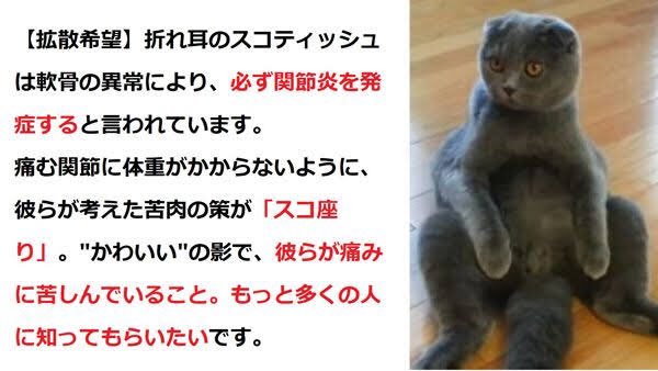 なぜ香箱座り？猫の姿勢から読み取る愛猫の気持ち 猫の座り方にも意味がある！座り方から読み取る猫の気持ち – MOFUCAT