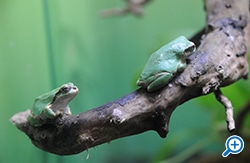 ソバージュネコメガエルは幻覚を見せる毒をもつ？飼育方法を紹介 - WORIVER