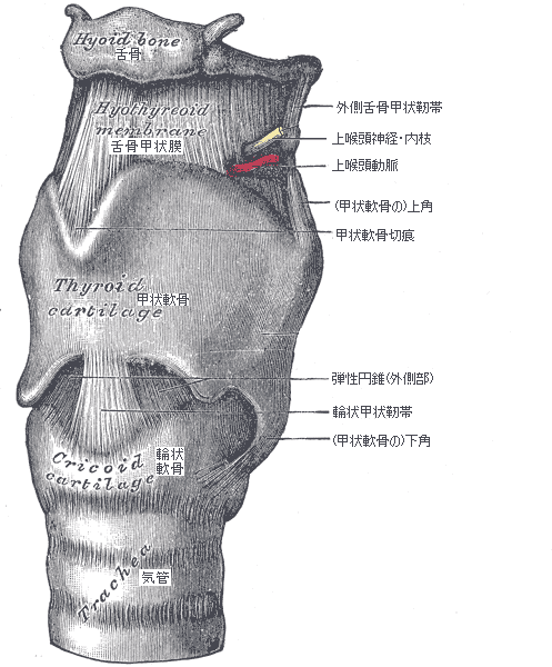 黒澤一弘 かずひろ 解剖学IT教育・指圧師・ラダック on X: