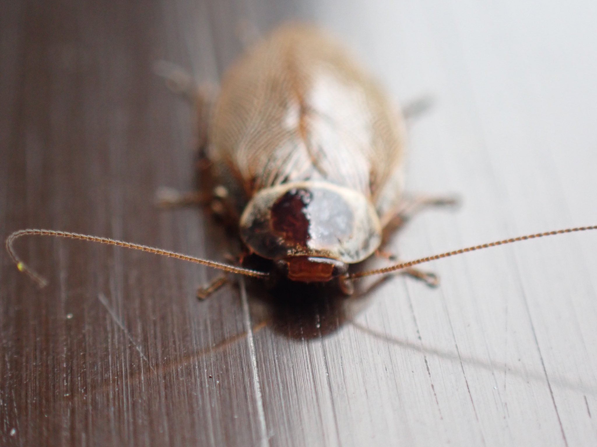 必見 ゴキブリに遭遇しないために！マンションの何階から出やすくなる？ - 中山不動産株式会社MAGAZINE