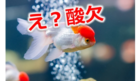 金魚の病気の種類と治療法を徹底網羅！症状と予防法もチェック！ – Fish Paradise