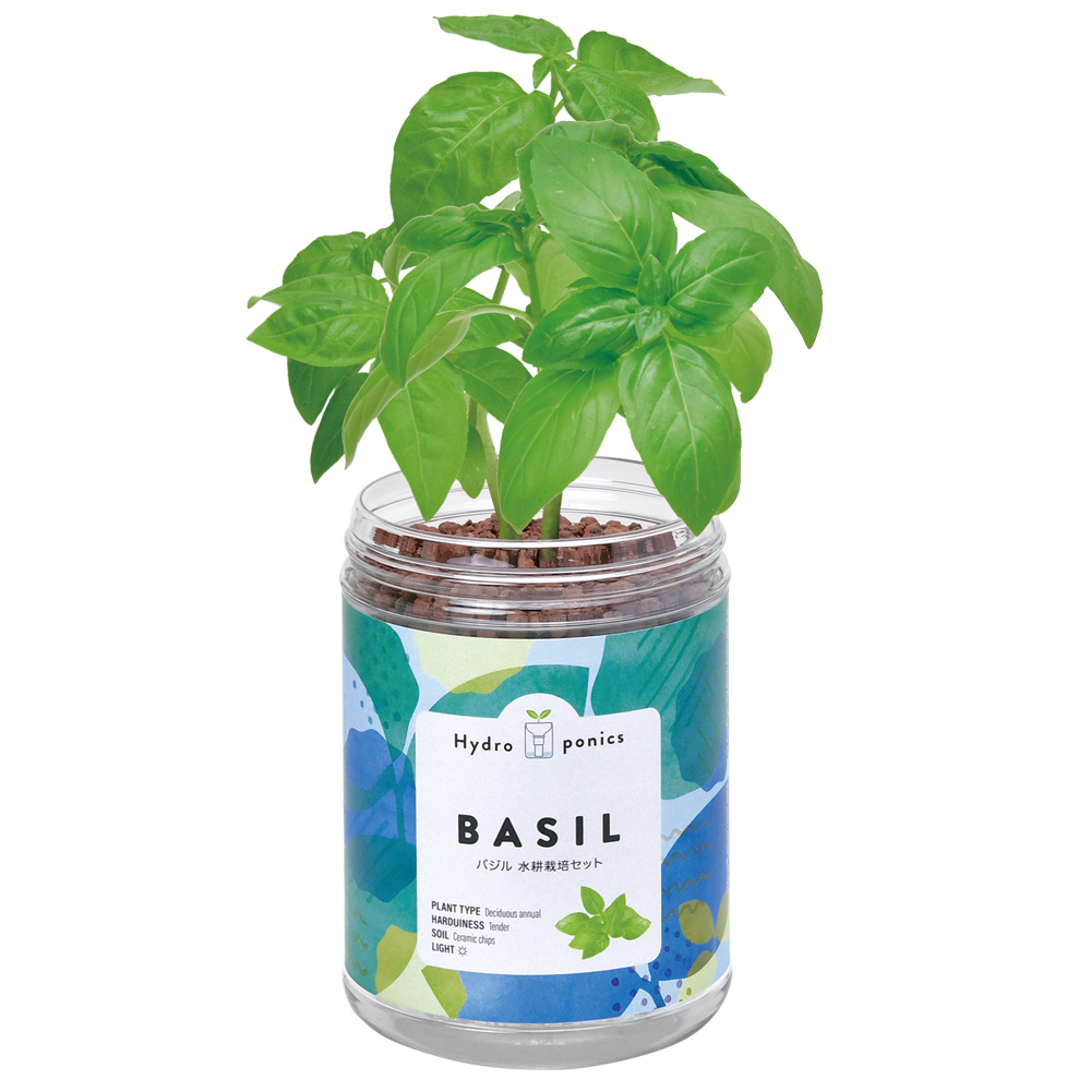 緑水学舎 - ペットボトルでバジルを栽培。 ペットボトルを2つに切り分け、SINERUS水やりテープを使えば、フタに穴を開ける必要もなく、自動給水。水耕栽培ではありません。ペットボトル栽培 家庭菜園 バジル栽培 土耕栽培Facebook