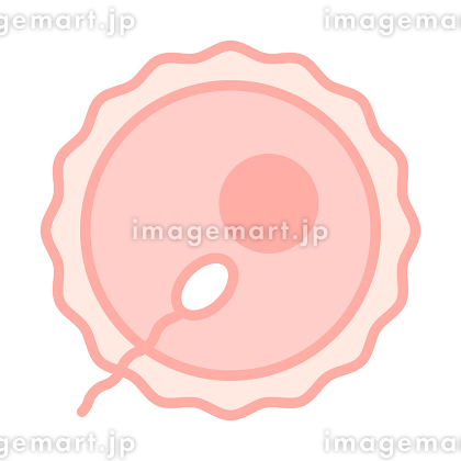 受精卵」の3.9万点のロイヤリティフリー画像、写真素材、絵Shutterstock