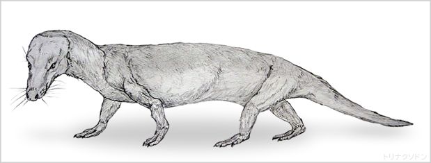 背に「巨大な帆」があった 「ペルム紀」に暴れまわった「古生物」の「独特な姿かたち」 ブルーバックス編集部- 2ページ目ブルーバックス講談社