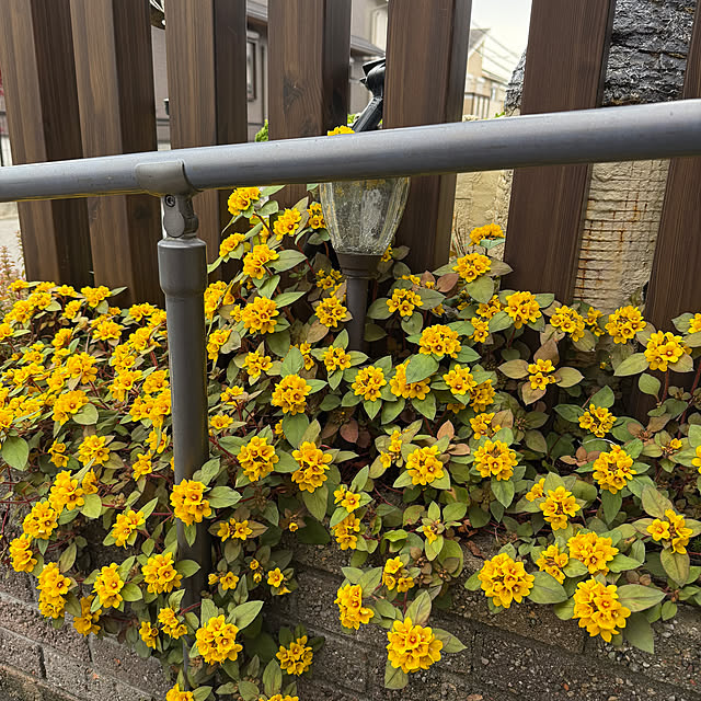 リシマキアの育て方・栽培方法植物図鑑みんなの趣味の園芸 NHK出版