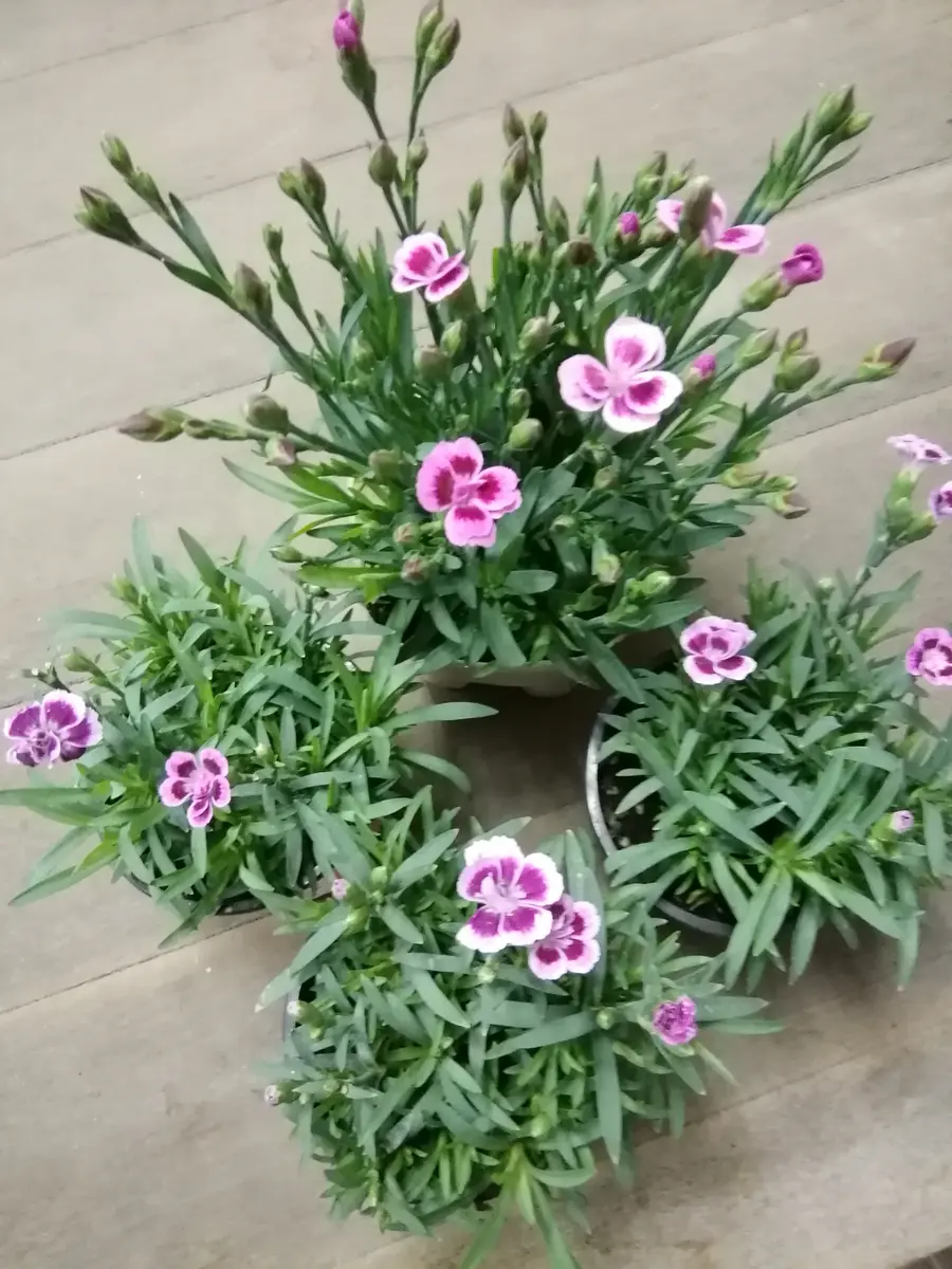 s.officegarden シゲコさんがセレクトされた苗やあさつゆ広場での苗を使って寄せ植えを作りました〜寄せ植えデルフィニュウムチョコレートコスモスユーフォルビアダイアモンドフロストイベリスウィスラーローズゼラニウムカリブラコアスカビオザブルー