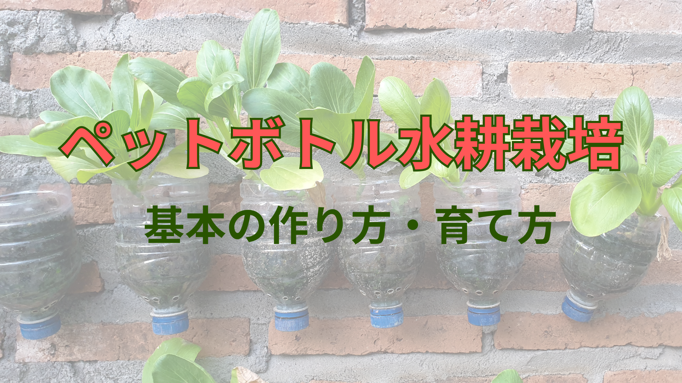 シソ 大葉 を水耕栽培。２０２１年は、プラカップも使った新しい方法をためしています。ゆめトマト