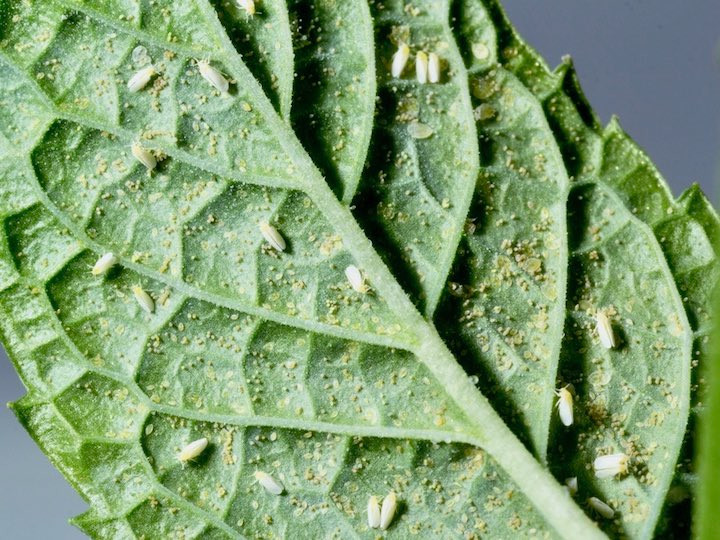 白菜に黒い虫が ？虫食いの葉は食べて大丈夫？取り方・洗い方のコツも解説！ ちそう