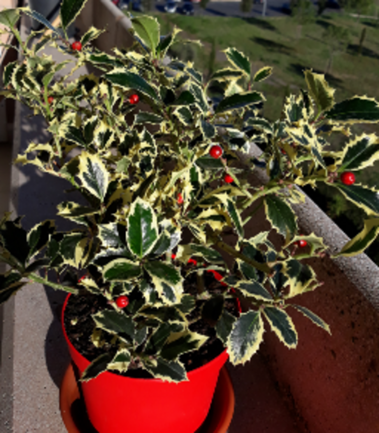 ベランダで育てられるおすすめ柑橘類8種と育て方の流れ – SUN