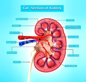 腎臓断面図 腎臓 泌尿器 内臓模型 腎臓模型 人体模型 腎臓の模型 疾患展示模型 人体解剖モデル 腎臓 模型 腎臓 モデル 置物 標本 実験 医療図鑑 研究 説明 教材 学習 用 インテリア 医学 解剖 勉強 医師 医学生 人体模型 腎臓断面図 腎臓