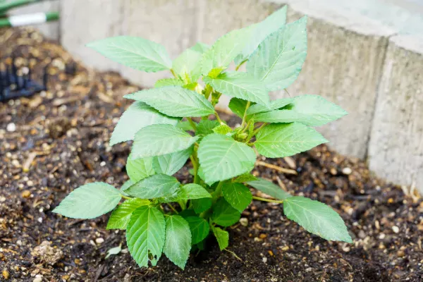 高温に強くて育てやすい！モロヘイヤ栽培の基本とコツ - FARM NAVI ファームナビ