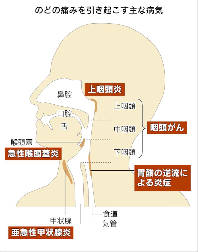 喉頭・咽頭の機能解剖学