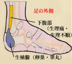 足側面の反射区・足つぼ 図解イラストのイラスト素材89105568- PIXTA