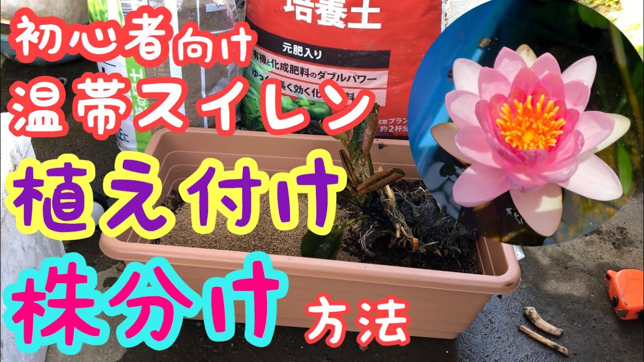 睡蓮の植え替え