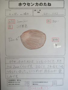 ホウセンカの実日々徒然に - 楽天ブログ