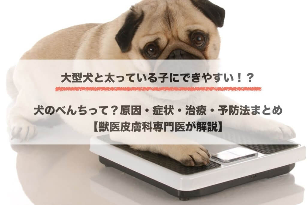 犬が上を向く３つの意味2 2わんちゃんホンポ