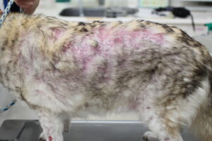 犬かさぶた皮膚病 - ひびが入ったのストックフォトや画像を多数ご用意 - ひびが入った, ほっそりした, イヌ科 - iStock