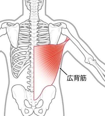 筋肉部位 筋肉の名前一覧と働き完全保存版トレーニング ×スポーツ『MELOS』