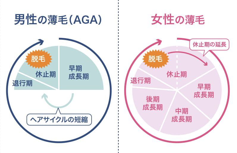 知っておきたい髪の基礎知識頭皮と髪のエイジングケアブランド、EraL イーラル