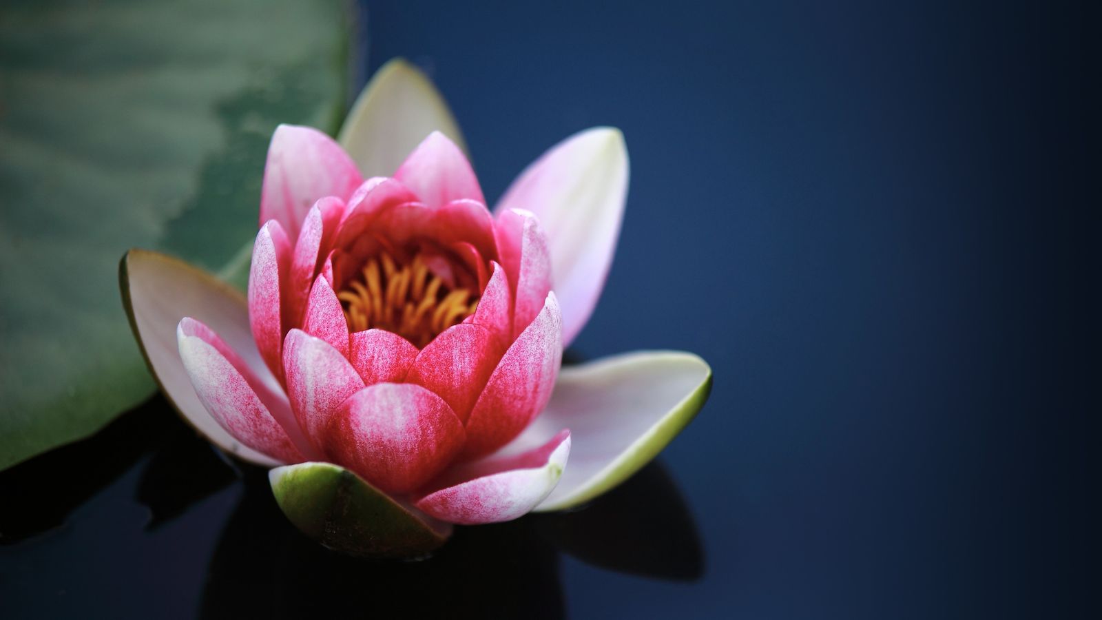 蓮タトゥータトゥースタジオ A-tattoo エータトゥー -東京都新宿・渋谷原宿 岡山