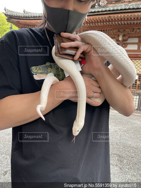 風水絵画 金色の蛇のアート・イラスト A4サイズ金運上昇 2025年干支の通販 by Ryo's spiritual artラクマ