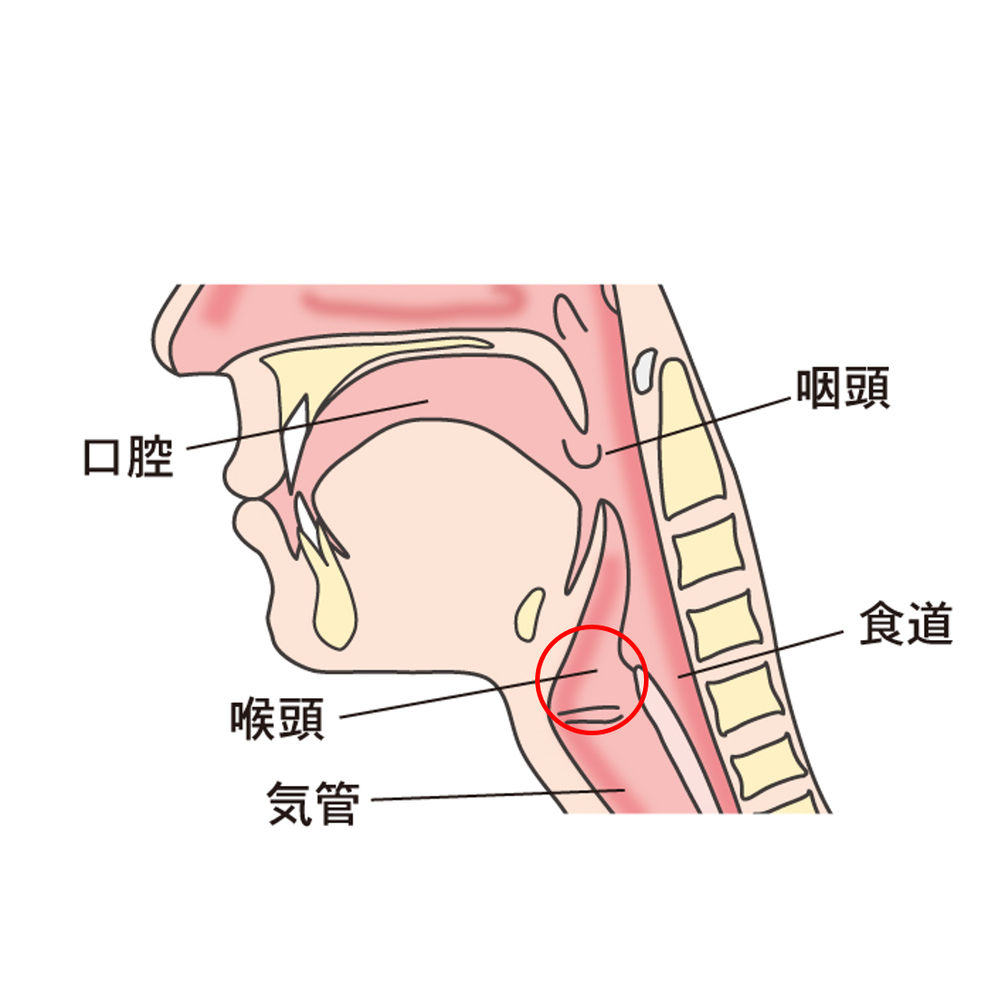 一刻も早く風邪を治したいので抗生物質 抗生剤 を処方してください！？ - やまもとよりそいクリニック