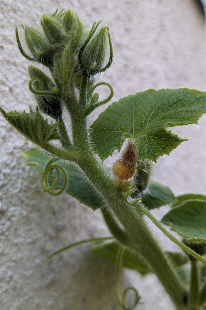 カボチャの雌花が、咲かずに枯れてしまう どうしてでしょうか？ – 菜園ナビまとめ