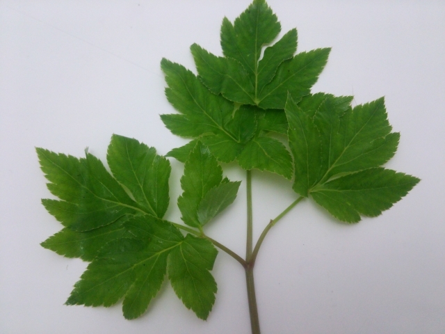 あしたば - じゃらんnet