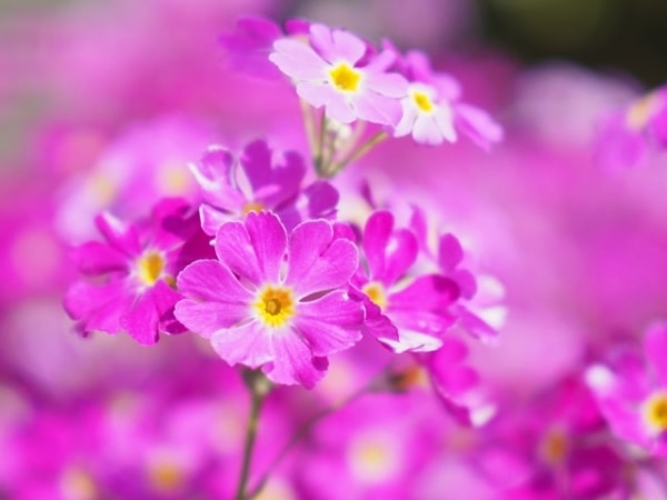 片想いにまつわる切ない花言葉とは胡蝶蘭・スタンド花のプレミアガーデン