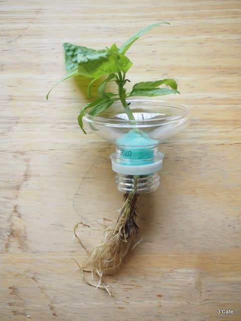 Amazon.co.jp: ペットボトル 栽培 キット 日本製 水耕栽培 家庭菜園 セット 手軽 簡単スイートバジル : DIY・工具・ガーデン