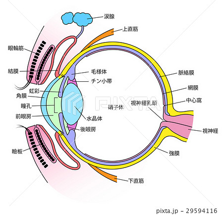 眼の水平断面図 各部名称のイラスト素材113479077- PIXTA