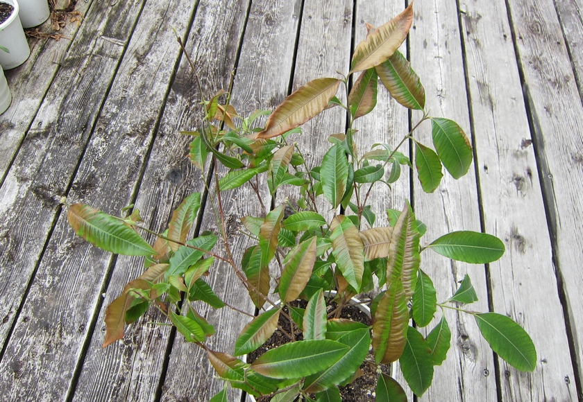 レモンマートル 庭への引っ越しで大失敗！寒冷地のハーブ栽培