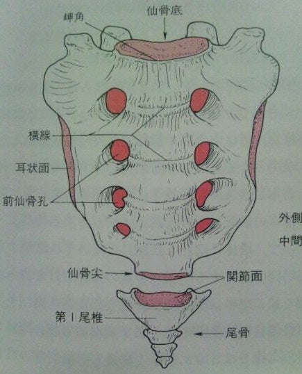 Visual Anatomy 視覚解剖学