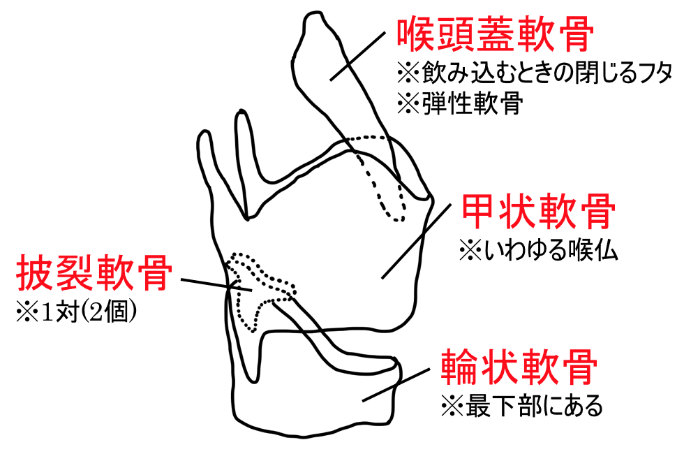 かずひろ先生の 徹底的国試対策 解剖学 -甲状軟骨 のポイント・ 甲状軟骨は喉頭隆起 をつくります ・総頚動脈分岐部 は甲状軟骨上縁の高さ・甲状腺 は甲状軟骨の前下面 解剖学 +3点をねらって 815問 総チェック スライドPDFも見られる、構造も理解