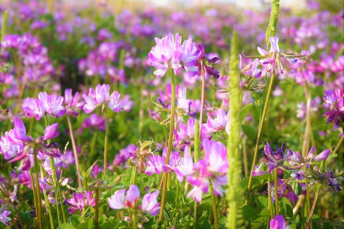蓮華の読み方と意味、「れんか」と「れんげ」正しいのは
