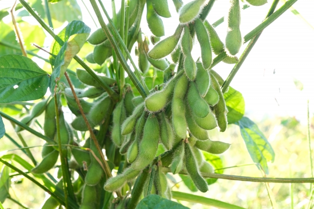 オクラとバジル💚コンパニオンプランツ💚種まき日記📝🍀GreenSnap グリーンスナップ