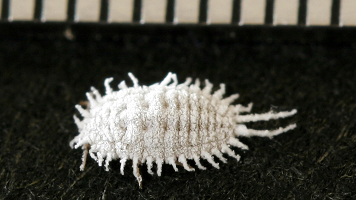 柑橘栽培レモンの病害虫ハモグリガとカイガラムシとすす病の対処サブロ～CEOのアスパラ日記